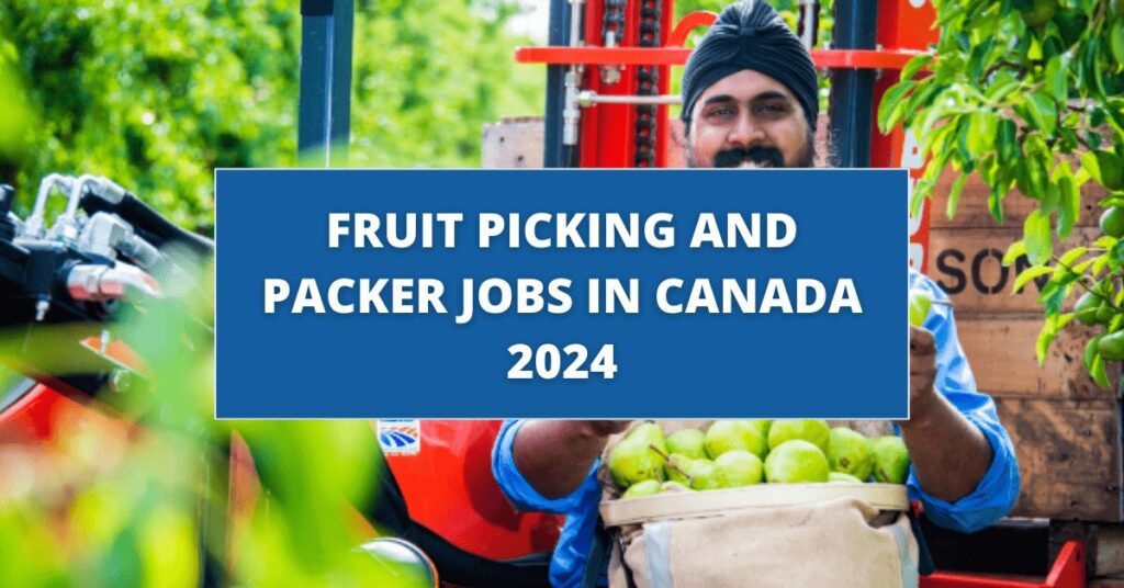 Fruit Picking and Packer Jobs in Canada 2024